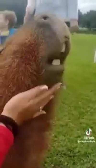 CAPYBARA?