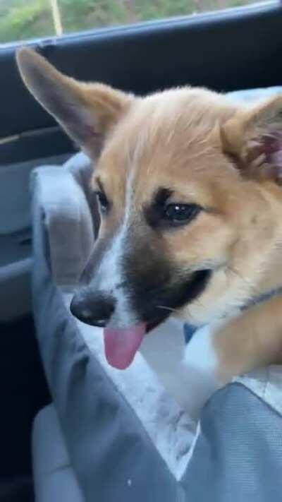 Tuckered out Corg-pup after lonq day at parq