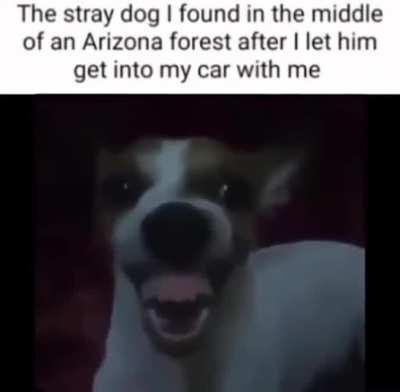 what a lovely dog :)