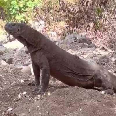 Komodo dragon swallows an entire goat