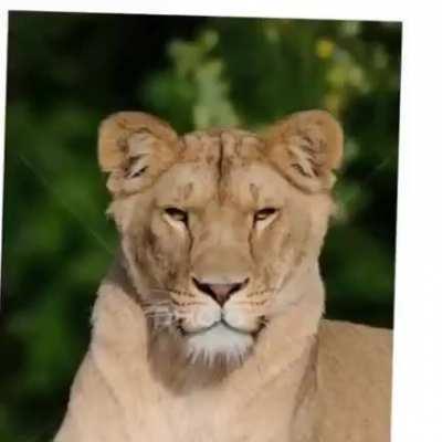 🔥 You can see the resemblance of the cats in the Cat family (also known as “Felidae”)