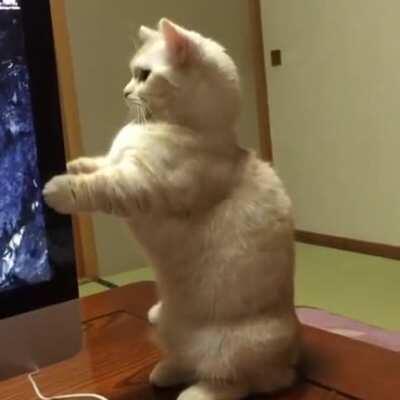 Adorable cat startled by CD ejection