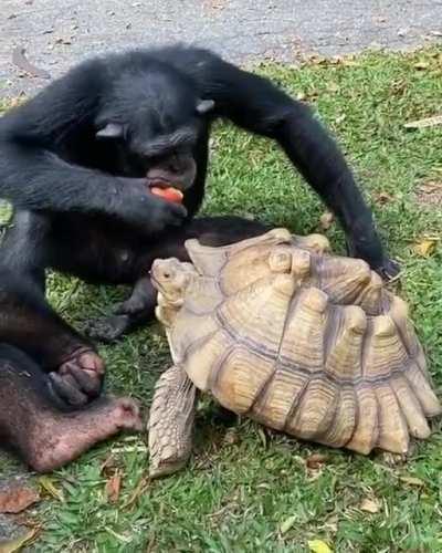 Chimp sharing apple with their friend