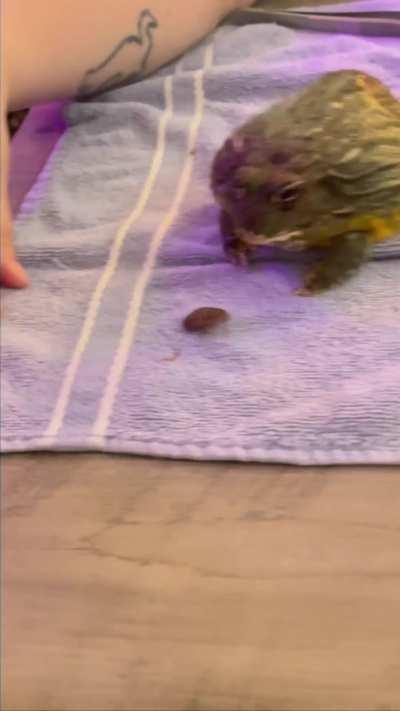 Some dubia Borgie used to know