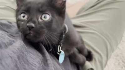 Adopted Chester yesterday - loves to play and sometimes likes to yell!