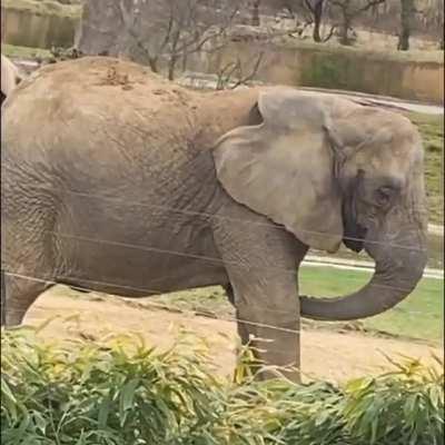 Elephant scratching its tit