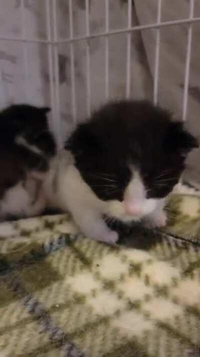 He's seeing for the first time how much trouble he's in for being so smol