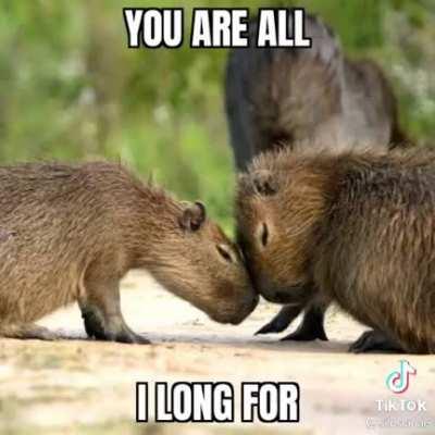 Capybara flies to the moon (: