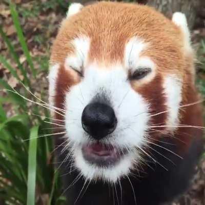 Red Panda Eating Grapes