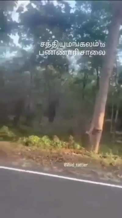 Tiger freakout at Tadoba, India.