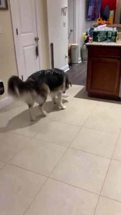 This dog bringing a block of ice home to play with 😂