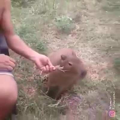 Prueba irrefutable de la uruguayez de los carpinchos