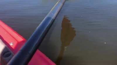 Saw this huge snapper on the river today!