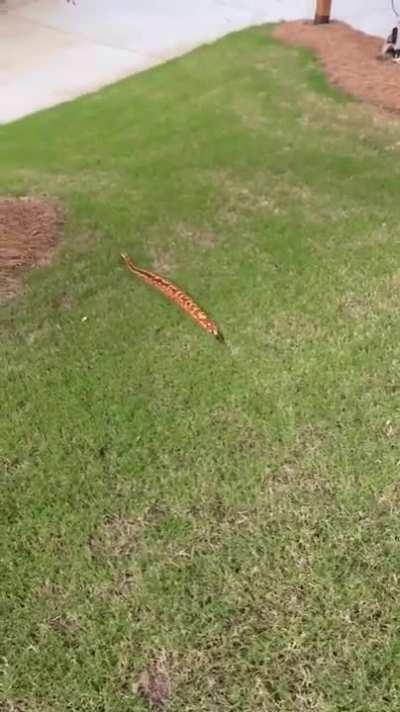 Me on the way to wish the sub a happy World Snake Day