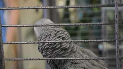 parrot has been listening to WLR way too much 🦜💀