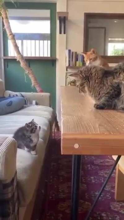 Little Miss Calculation