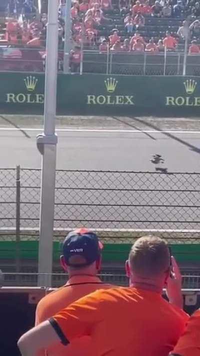 Revenge of the seagulls