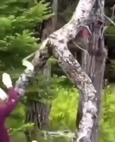 mISoTReegyNIst guy harASSinG prINcESS MONONoKe By FLexIng THe noteS MAdE frOm CuTTiNG hER fellow Mate