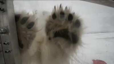 His assignment was to film polar bears for the BBC.