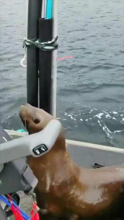 A seal took refuge on a boat to escape killer whales