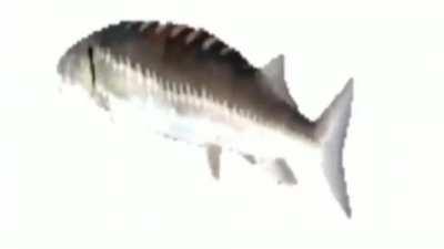 What's you preferred fish? I like Salmon, not smoked, just regular Salmon.