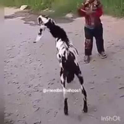 the goat just wanted a chance