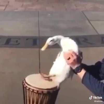 Bongoose doing bongoose things