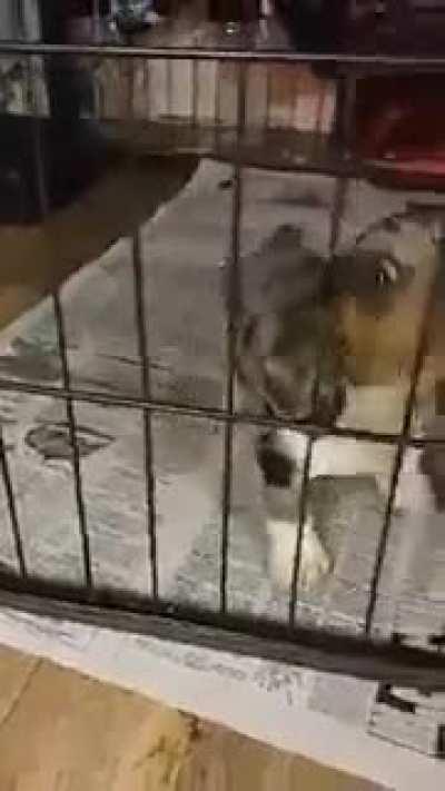 my dachshunds' breeder has this last playful little boy left... I don't need him, I don't need him... 😻