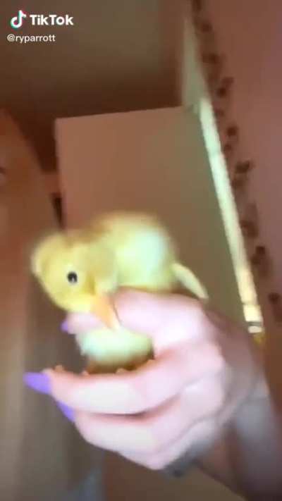 cute babyduck