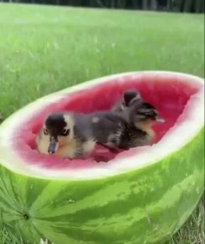 Watermelon Spa