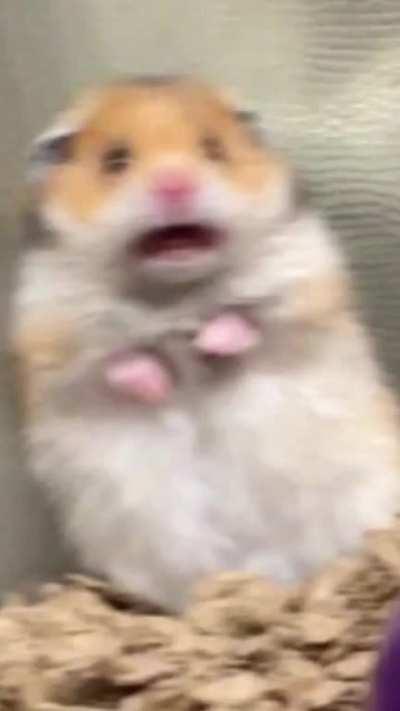 230314 IVE Official TikTok Update with Gaeul