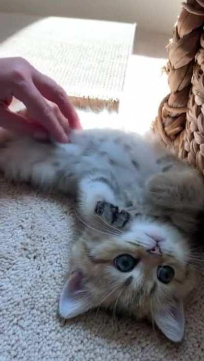 Little Laura loves when her belly is stroked.