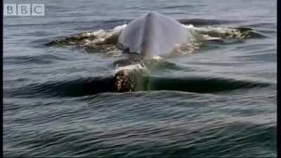 🔥 The Unmatched Scale of a Blue Whale.