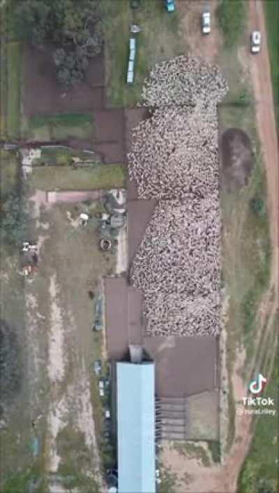 Letting the sheep in