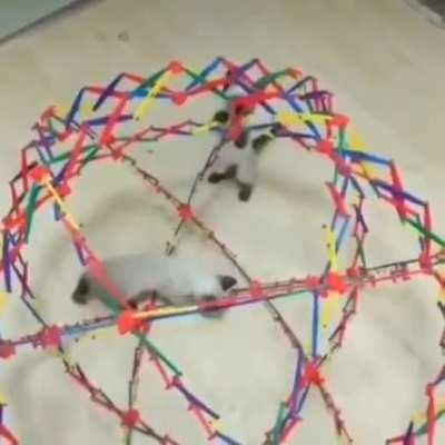 A cAt BrUtAlLy MuRdErS a FrIeNd