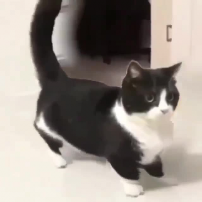 Cat like dãnce
