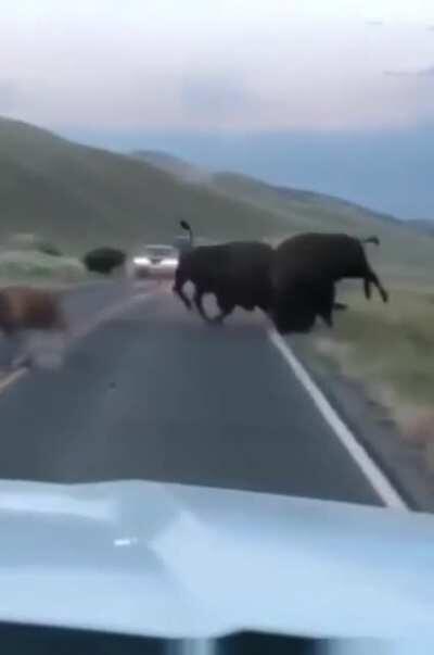 Bison