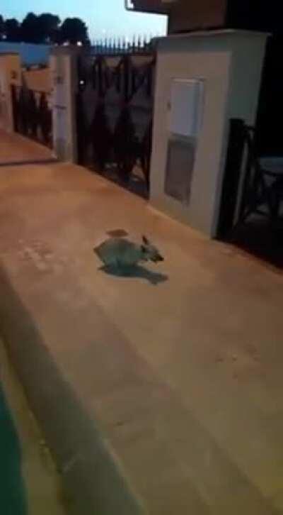 Perro Gayola 🤭🤯