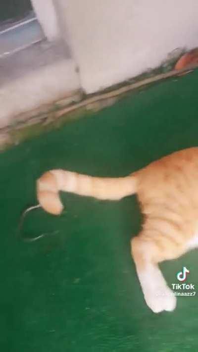 Orange does not give a F*ck. 