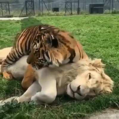 🔥 Tiger and a lion cuddling. Friendship goals. 🔥