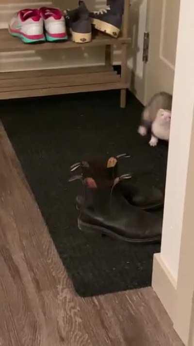 Cute ferret vs. Work boot