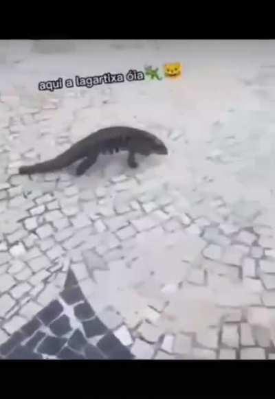 Oia lagartixa kakakakakak