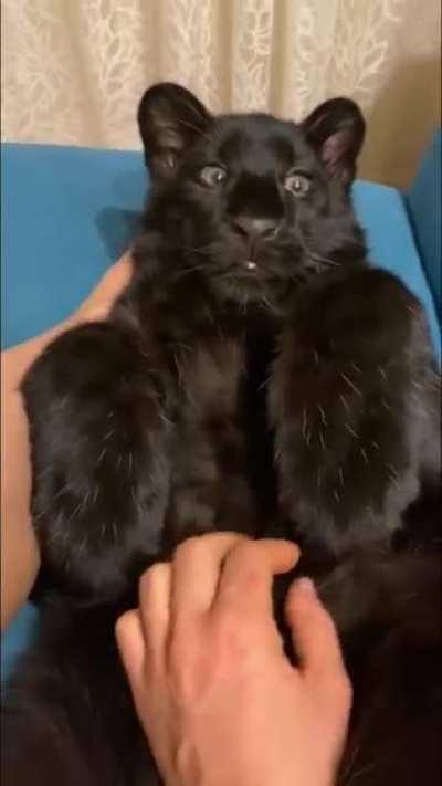 A baby black panther