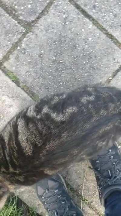 She got a lot of pets, it just wasn't enough