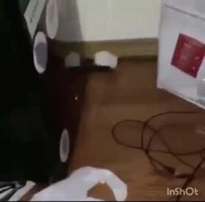 I found the imposter red-handed