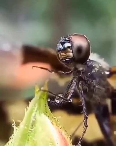 A dragonfly wiping rain from its face. Incredible footage.