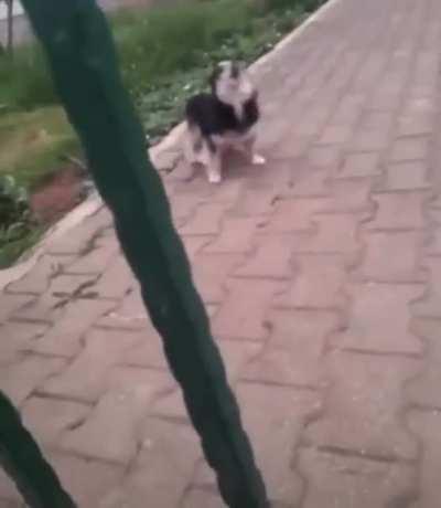 this dog is angry. maybe out of spite. what do you think guys