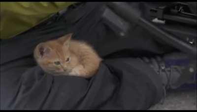 Kitten befriending a cameraman