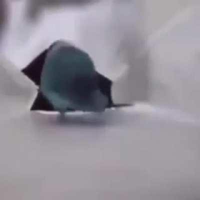 Luangameplay666 - Video #6534