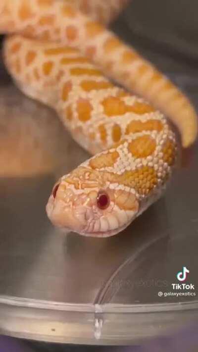 Baby snake motivation 4 your day <3